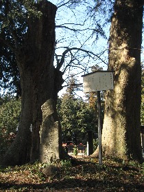 �����_�Ђ̔m�ԋ��