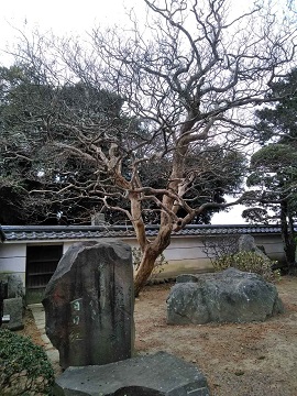 �ēc���z�̕S���g�̋��