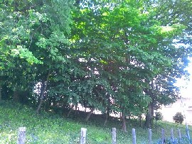 �n�ꏬ���R���