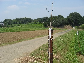 ���쒬�̋����q�X��