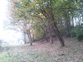 �T�̌��q�ՌQ