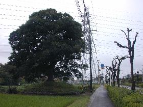 �����䐬���̈ꗢ��