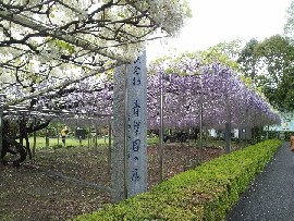 �t���̓�