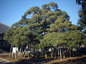 �n�����̃��b�R�N