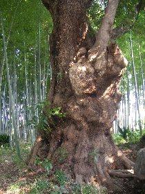 �n���@�̃^�u�m�L