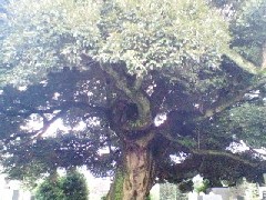 景元寺のシイノキ