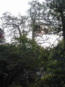 �q�c�̑�J��