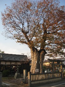 �����s�O�b�ؐ_�Ђ̑�P���L