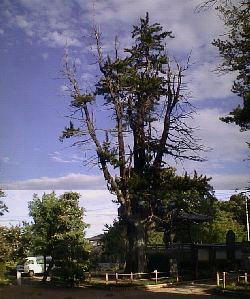 ���Ǝ��̃R�E���}�L