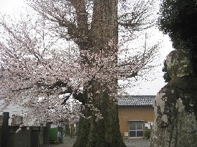 ����s ������̃C�`���E��