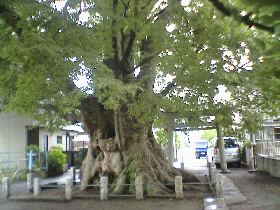 ��v�ۂ̑�P���L