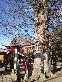 ��v�ې_�Ђ̃P���L�ƎБp��