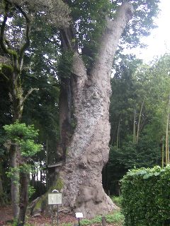 ���͎��̃P���L