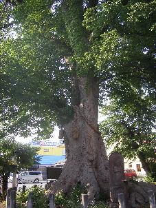 ���̑�P���L