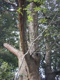 �������̑�J��