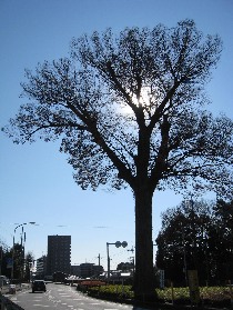 �R��̑�P���L