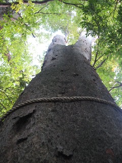 ��z�X��_�Ђ̌�_�؁E��P���L