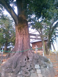 ���X��_�Ђ̃V���J�V