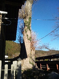 �є\�s�F���s�ꔒ颐_�Ђ̃C�`���E