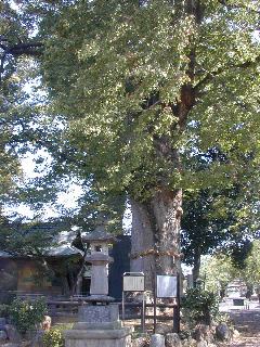 �L���_�Ђ̑�P���L