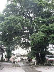 �����_�Ђ̃^�u�m�L