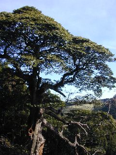 ��̓��^�u�m�L