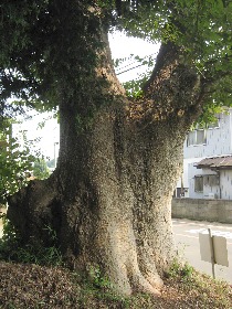 ����s�F����c�X��_�Ђ̃P���L