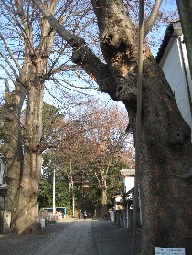 ����s�F���V�_���Ђ̃P���L