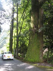 �R�_�_�Ђ̑吙