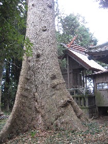 東松山市:玉太岡神社の大エノキ