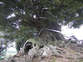 �����R�s�F��@�����_�Ђ̑�P���L