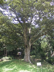 ����q�����_�Ђ̃C�`�C�K�V