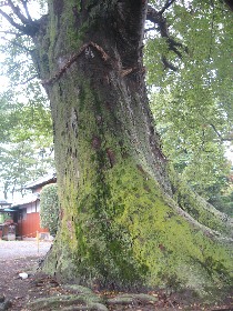 �㔪�b�ѕX��_�Ђ̃P���L(�쓇��)