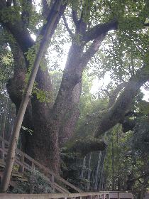 ��J�̑�N�X