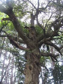 毛呂山町 金比羅様のスダジイ