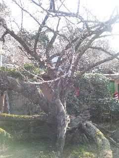 �z���~�т̌Ö؁u����v