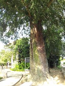 富士見市:瑠璃光寺のカヤ