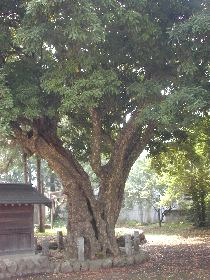 �V�_�ЃJ�S�m�L