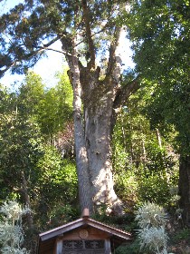 ���������F����̑�P���L