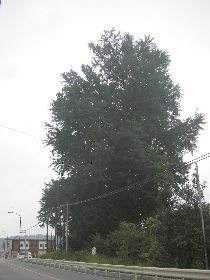 �֖x�̑傢���傤