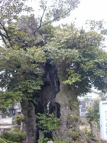 �������̒�