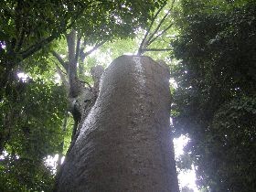 脚折の大ケヤキ