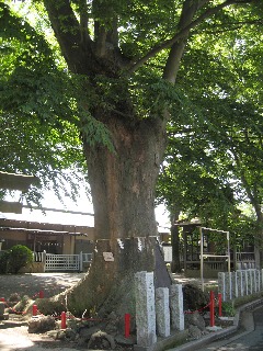 富士見市:諏訪神社のケヤキ