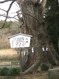 大附日枝神社の大ケヤキ
