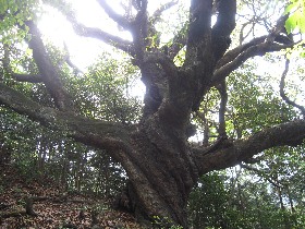 姥樫・ウバッカシ(ときがわ町)