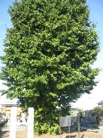 三郷市 安養院のイチョウ