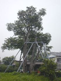 �ٓV�˂̃��b�R�N