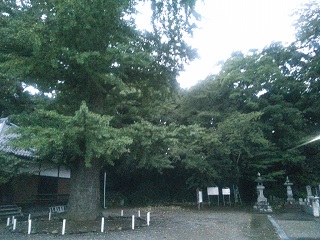 �H���s �i�����̃C�`���E