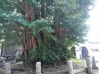 �����_�Ђ̑�C�`���E