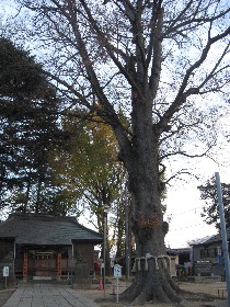 �t�����s�������_�Ђ̑傯�₫